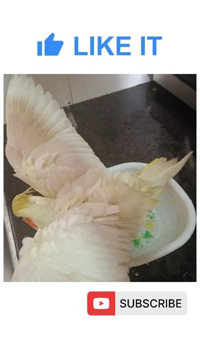 "TAKING BATH IN SUMMARY DAYS..🛁" #birdslovers #cockatiel #bathing #birds