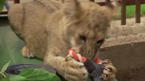 Lion cub adapting well after rescue from Ukraine