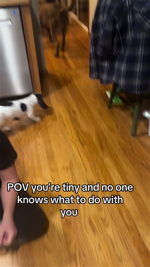 Adorable Bassett Hound Puppy Adventures