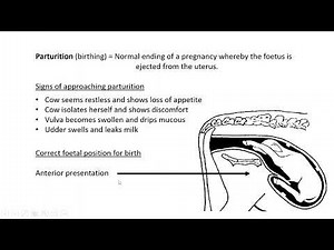 Animal reproduction Lesson 8