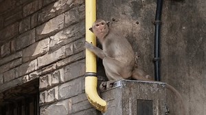 Female Long-tailed Macaque Macaca Fascicularis Baby Stock Footage Video (100% Royalty-free) 1108998157 | Shutterstock