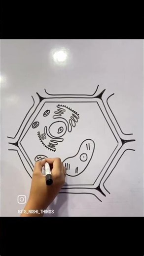Plant cell Diagram Easy To Draw