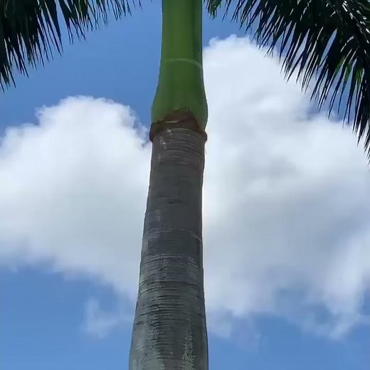 Stop or Prevent Palm Fronds From Falling