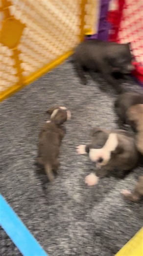 Jethro's Journey: From Rescue to a Loving Home