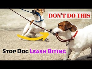How You can Stop Your Dog From Biting The Leash while Walking