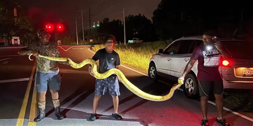 Python caught in South Carolina arrives at new home