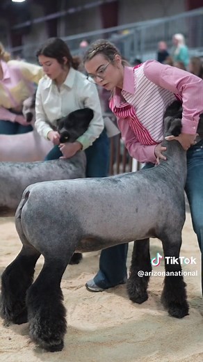 Exciting Livestock Show Ring Highlights at AZNational