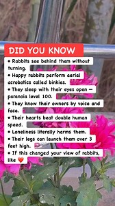 🔥 Rabbit Facts Cuter Than They Should Be #RabbitShock #AnimalSecrets #NatureFacts | Works Etc