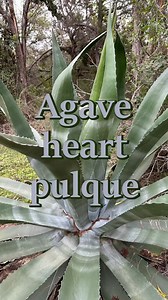 204K views · 1.6K reactions | Making agave heart pulque. Full video...