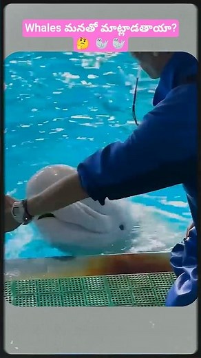 The Smiling Whale of the Arctic | Beluga Whale Facts #BelugaWhale#WhaleFacts #OceanAnimals@Sri_Rudh