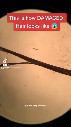 Damaged Hair under Microscope- Never seen this before #damagedhair #microscope