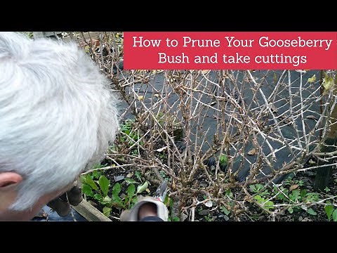 How to prune Gooseberries and take cuttings| Pruning of Gooseberries| How to take cuttings easily|