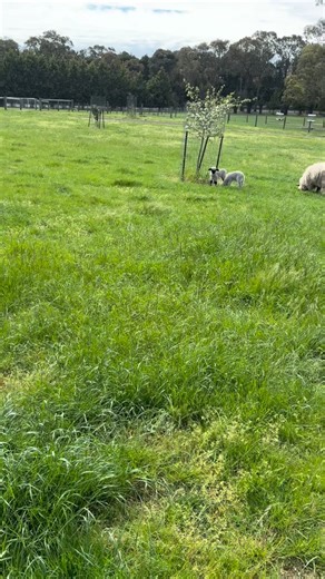 Valais Blacknose Sheep - Victoria, Australia on Reels