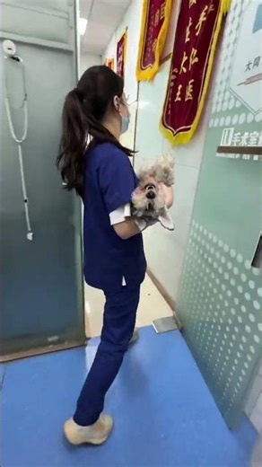 Cat/dog neutering: Male 200 RMB, Female 350 RMB (all-inclusive), ultrasonic scalpel, minimally in...