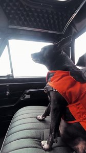 Foggy morning with Sprocket, my sidekick. | Paul Cox Industries