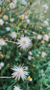 Download Closeup of flower nature background for free