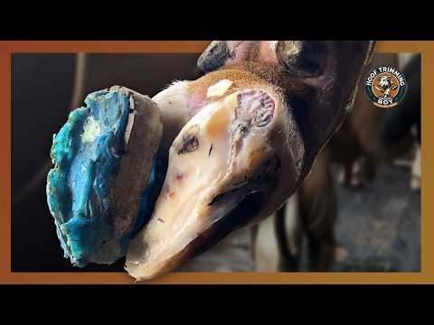 Great Cow Hoof Trimming! Cut Off The Bad Hooves | ASMR | Satisfying Hoof Cutting Sound