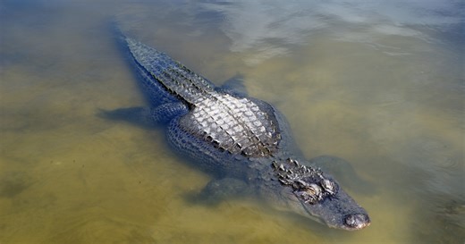 A crocodile attacks a woman in Florida