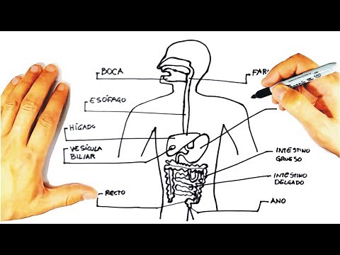 ✍️Como dibujar el sistema digestivo paso a paso y muy fácil DIBUJO ✏️TRAZOFACIL .