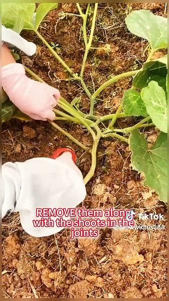 Essential Pumpkin Pruning Tips for Bigger Harvests