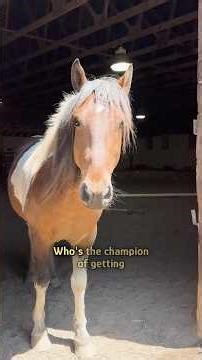 15 years old horse discovers freedom #shorts