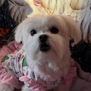 🐾✨ HOPEY’S HIGHLIGHTS – SUNDAY, DECEMBER 21st, 2025 ✨🐾 🧳🎄 “Ready-Set Sunday — Final Prep, Full Hearts & Calm Confidence” 🎄🧳 Hey sweet frens… Happy Sunday! ☀️🐾 This little marshmallow puff woke up feeling prepared, peaceful, and almost ready — grateful for one last day to organize, double-check, and settle into the excitement of tomorrow’s journey. 💖✨ Today is the pause before the go. Suitcases are mostly packed, lists are being reviewed, and hearts are centered on safe travels, meaningfu