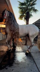 Mystico MC Ya pronto en RanchoMC disponible para maquilas y photoshoots 🔥🔥🔥😮‍💨😮‍💨😮‍💨 ☎️ (817) 673-8322 NOT FOR SALE | Rancho MC Friesians