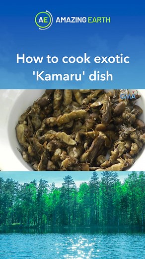 A Pampanga delicacy, kamaru is a dish whose main ingredient is rice crickets. #amazingearth #newsph #tiktoknews #exoticfood #kamaru #food #philippines
