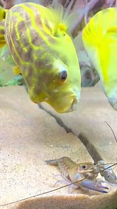 Reels video fish 🐟 Zebradoghead #reelsvideo #fish #Zebra #Fish #zebradoghead #fisheat #eat #amazing #nature #cute # #zebradog #zebra #dog #head #animal #wildlifeconservation | Giana Show