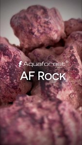 AF Rock – premium marine rock made from natural materials, perfect for enhancing filtration and coral growth. Handcrafted for a unique look, safe for your reef, pest-free, and eco-friendly! 🌊 #poweredbyaquaforest #aquaforest #corals #reeflife #reefers4reefers #reefer #reefaddict #reefgeek #allmymoneygoestocorals #fishtank #reeftank #reef2freef #reefporn #coraladdict #coralreeftank #reef #reefprobiotic #aquarium #reefpack #saltaquarium #marineaquarium #coralporn #eatsleepreef #reefaquarium #inst