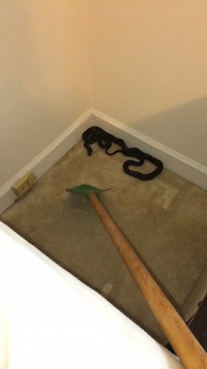 That one time I found a 4 FOOT BLACK SNAKE IN MY BED 😰🐍 #snake #blacksnake #help #traumatic #scared #scarredforlife #fyp #foryou