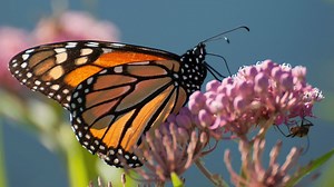 Earth's Great Seasons: Spring | BBC Documentaries