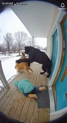 DOG'S INSTINCTS KICK IN TO SAVE TODDLER! You won't believe this! 😱🐶