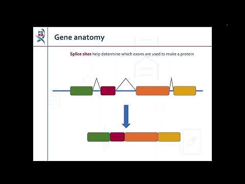 Haplotypes and Star Alleles