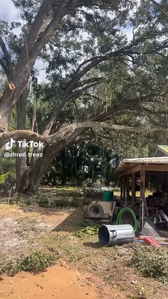 Some monsters with @Treehoudini1988 #treework #stihl #logger #viral