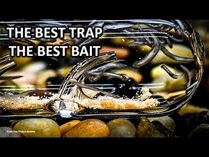 Planaria Worm Removal from Aquarium by Trapping, also traps Fish Tank Leeches.