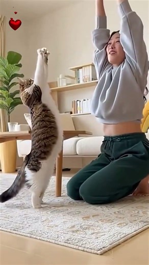 😻Funny cats. Cats are bullies! Cool video! #funnycat #cat #tricks #Incredible #bullies #short #cute
