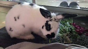 1.9K views · 109 reactions | Good day from the kingdom of FairyCastleFarm 女列列列列列 | The Residents of Fairy Castle Farm | Facebook