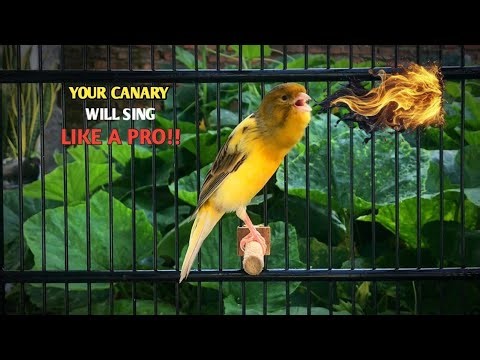 Your Canary Will Sing Immediately‼️The Best Canary 's Training Song🐦