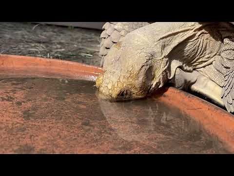 How do Tortoises drink water?! Tortoise drinking water facts and more!