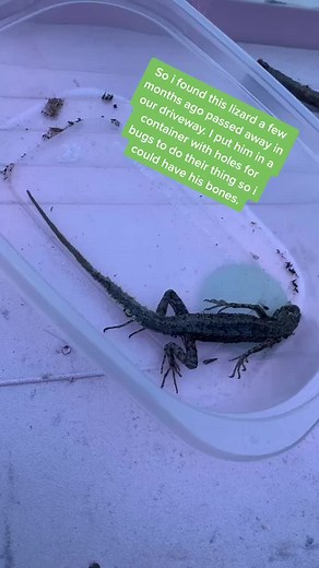 Lizard terrarium 💕 #oddity #oddities #mummified #lizard #vultureculture #terrarium #crystals #moss #taxidermy #odditycollector #nature