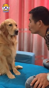 109K views · 10K reactions | Baby Dogs  Cute and Funny Dog Videos | Baby Dogs | Facebook