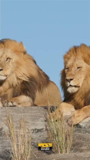 Serengeti National Park 🦁 | Africa's Ultimate Safari Adventure! 🌍