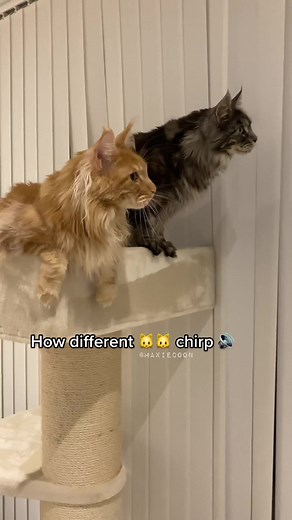 Spicy Meow Sounds of a Mainecoon and Manx Cat