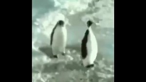 Penguin slaps another penguin - Coub
