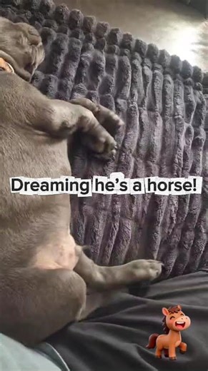 Puppy Running in his Sleep Like a Horse 😂🏇