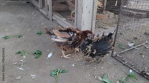 Slow Motion Footage of Frizzle chicks. Young Frizzle Chick Cochin Mix Bread. Frizzle feather chicken, young domestic chicken bird with brown feathers, fancy chicken breed, fighting for food. 4K.