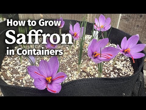 How to Grow Saffron in Containers at Home | Harvest the World’s Most Expensive Spice!