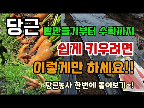 당근 밭만들기밑거름 부터 수확까지 농약없이 쉽게 키우려면 이렇게만하세요 당근재배 싹 몰아보기