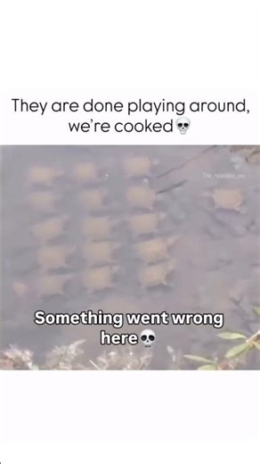 This Turtle Is Building an Army 😂🐢⚔️